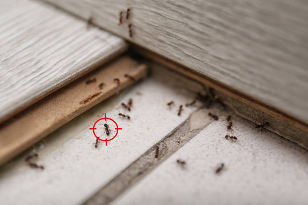 Best Mosquito Control Services  in Coolidge, AZ