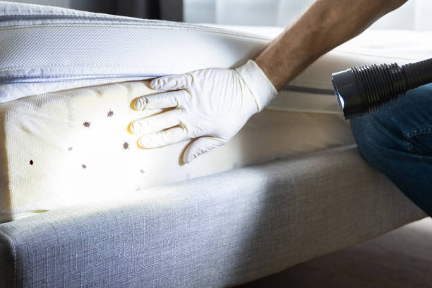 Best Termite Control Services  in Coolidge, AZ